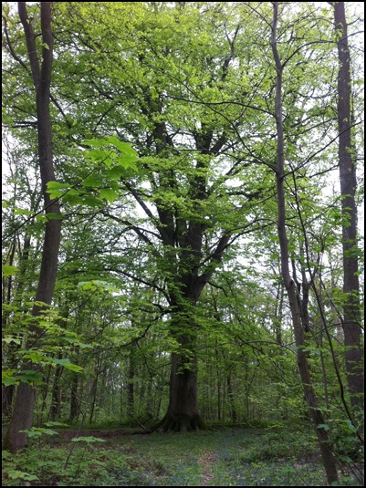 Hêtre dans la forêt